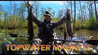 Topwater MADNESS in the PADS: Snakehead Fishing Tips and Action with the Infamous Dart Frog