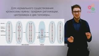 Поддержание и копирование генома. Хроматин. Упаковка ДНК (без музыки)