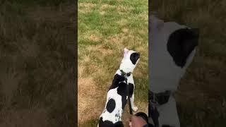 2 Pitbull Brothers Reunite after 7 years 