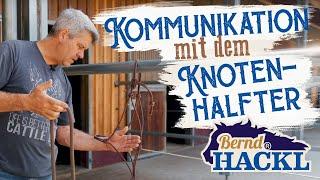 Kommunikation mit dem Knotenhalfter | Bernd Hackl erklärt! 