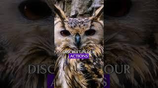 should we inspired from an owl? motivation from animal and wildlife #shorts #motivation #animals