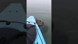 Seal encounter off Thorney Island