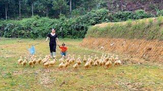 Take your children to school and let the ducks out into the fields to play | Family Farm Life