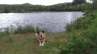 Sherbie having fun in wales