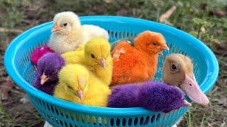 Catch millions of cute chickens, colorful chickens, rainbow chickens, rabbits, ducks, cute animals