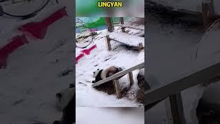 灵岩玩滑滑梯已经玩出了弹射水平 #panda #上野パンダ #funny #上野パンダ #redpanda夕消 #animals #redpanda夕消 #cute #cutepanda #pets