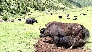 Yak of Tibet.