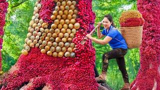 Surviving A Week in the Forest | Harvesting Round Eyed Parasitic Fruit | Lý Thị Hằng | Liziqi