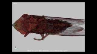 Micro-CT study of the anatomy of the Leafhopper Homalodisca vitrippennis (Hemiptera: Cicadellidae)