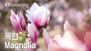 목련 꽃피는 모습 / Magnolia / 개화