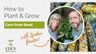 How to Plant and Grow Corn from Seed