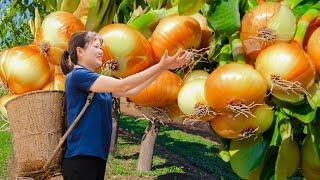 Farm Life | Harvesting Giant Onions - Sweet Onion Variety Goes to Market Sell | Lý Tiểu Luyến