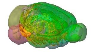 Virtual Tour: Allen Mouse Brain Connectivity Atlas