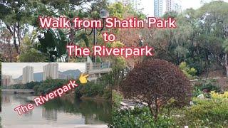 Relaxing Walk / Shatin Park to The Riverpark  #beautiful #relaxing