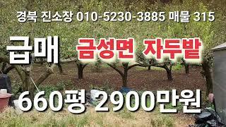 매물 315#경북 진소장 #의성부동산 #군위부동산 #안동부동산 #시골땅 #경북 부동산 #의성 토지 매매 #진소장 부동산 #군위 땅 매매 #과수원 매매 #촌집 매매 #영천 부동산