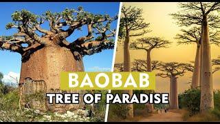 DISCOVER ME | TREE OF PARADISE - FACTS ABOUT THE BAOBAB TREE