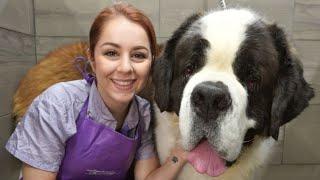 This St. Bernard is MASSIVE | 200lbs