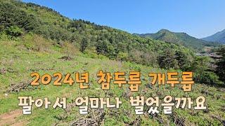 2024년 엄나무순, 두릅 팔아서 얼마나 벌었을까요