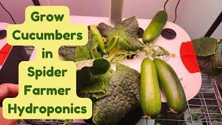 Grow Quick Snack Cucumbers in Spider Farmer Hydroponics System, Parthenocarpy, No pollination