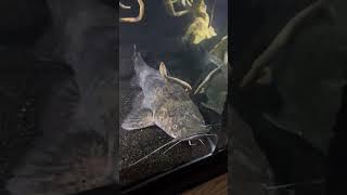 My PET FLATHEAD isn’t EATING