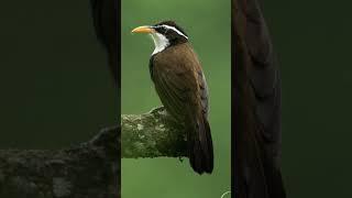 wildlife videography for beginners wildlife photography short how to shoot wildlife cinematic videos