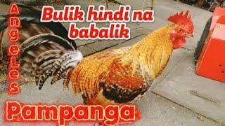 part#69 UPDATE SA BENTAHAN NG MANOK SA ANGELES PAMPANGA.. #20wilz #bocaue #bossperry