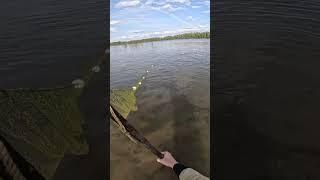 НЕВОД 25 МЕТРОВ! ОЧЕНЬ МНОГО РЫБЫ ВЫЛОВИЛИ #рыбалка #fishing #невод #shortvideo