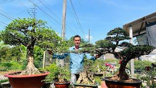 Văn An 23/11 chào bán nhiều tác phẩm bonsai Để Sân và Để Bàn giá tầm trung  #0774816331