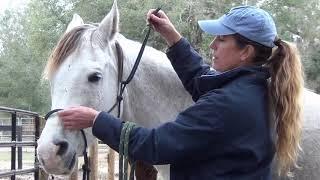 Beste Way to Tie a Rope Halter