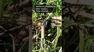 Sinine villimardikas (Meloe violaceus; Violet oil beetle)... Eesti elurikkus