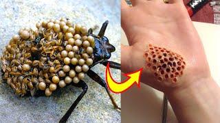 Top 5 Most Dangerous Bugs in the World | FactEX हिन्दी