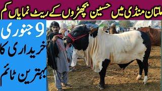 Multan Cattle Markeet Vip Cholistani Sahiwal Dajili Bachre Qurbani 2022 || Global Village Farming