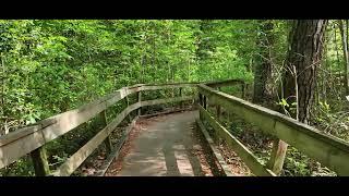 Boardwalk Walking In Great Dismal Swamp In Virginia!