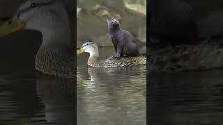 Unlikely Friends #shorts #cat #duck