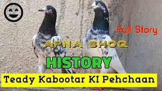 History Of Teddy Pigeons In Pakistan | Tedy Kabutar ki Pehchan High Flying Teddy Kabootar Ki History