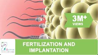 FERTILIZATION AND IMPLANTATION