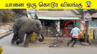 யானை இப்படிபட்ட ஒரு விலங்கா | யானைகள் செய்த அதிர்ச்சியான சம்பவம் 