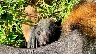 Rescuing a baby flying-fox on the ground:  this is D'Artagnan