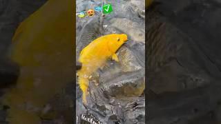  Fishing videos new 2024 | village fishing videos | fishing shorts videos | #fishing #youtube