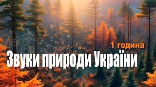 Звуки природи України. Спів птахів. Шум лісу. / Sounds of nature, birdsong, forest noise