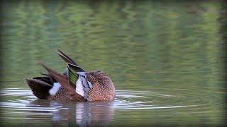 Blue-winged Teal (Spatula discors)