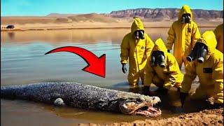 Shocking River Creatures That If Not Filmed Would Be Hard to Believe!