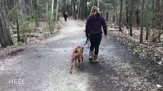 New Hampshire Dog Trainers / Manchester Dog Trainers - 20 Month Old Boxer, Greko