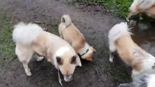 Steinunn´s Kennel, the whole pack at our creek 