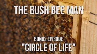 New Baby Bees in Observation Bee Hive - Bonus Episode: "Circle of Life"