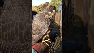 CLOSE-UP ON IMPRINT PEREGRINE IN AUTUMN SUN