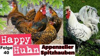 Appenzeller Spitzhauben - Crested Appenzeller chickens - German video with English subtitles