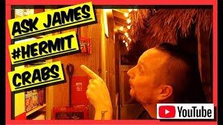 All You Need To Know About HERMIT CRABS. Ask James