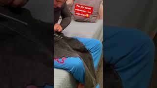 Голубой АМСтафф | Stafy.Лучшая игрушка для собак #амстафф #питбуль #stafy #игрушка #собаки #животные