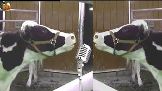 FUNNY COW DANCE 19  | COW SONG & COW VIDEOS | NEW COW MOOING SOUNDS 2022 | COWS MUSIC